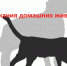 Памятка об основных требованиях законодательства при содержании (выгуле) домашних животных. - Нагорский муниципальный район